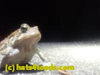 /home//u458753944/public_html/sourcegallery//Roxborough Toad Detour/2026/2026-04-01/P4011609.JPG